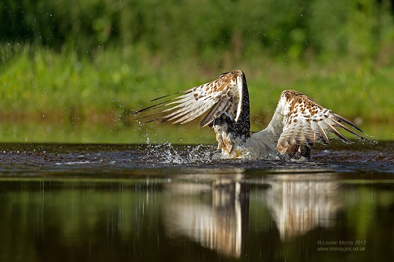 - Ospreys