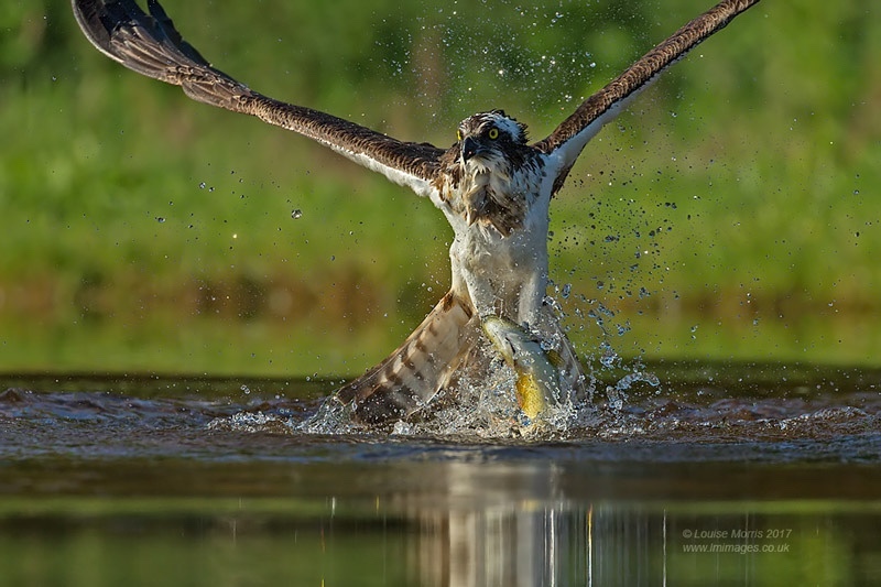  - Ospreys