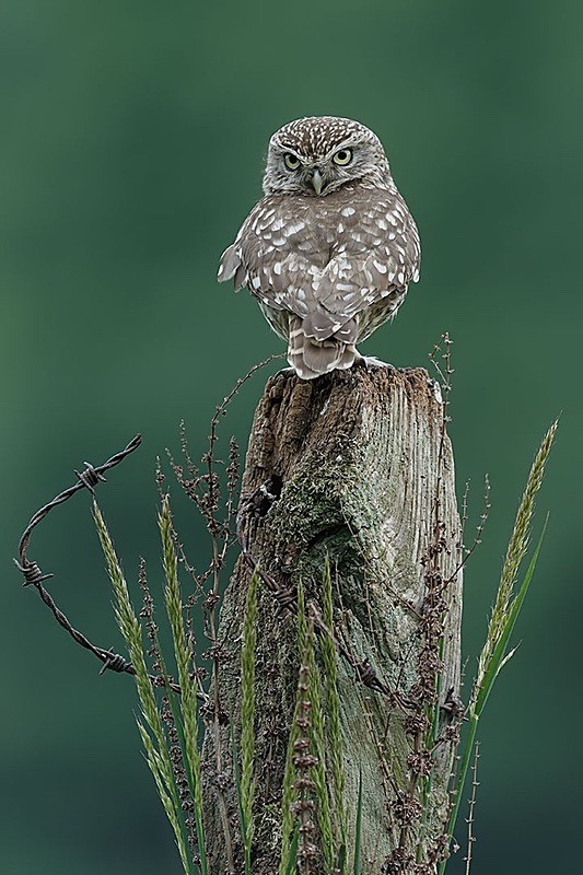 A Little Owl Cover - 2018 Charity Calendar