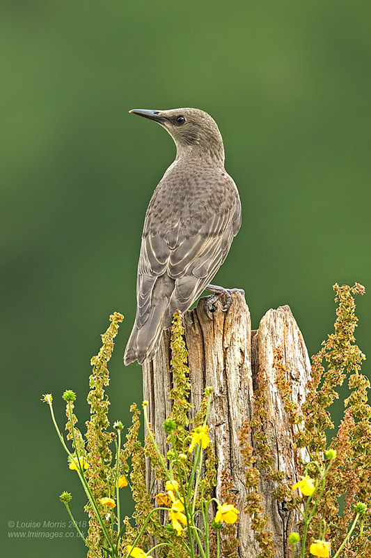  - Starlings