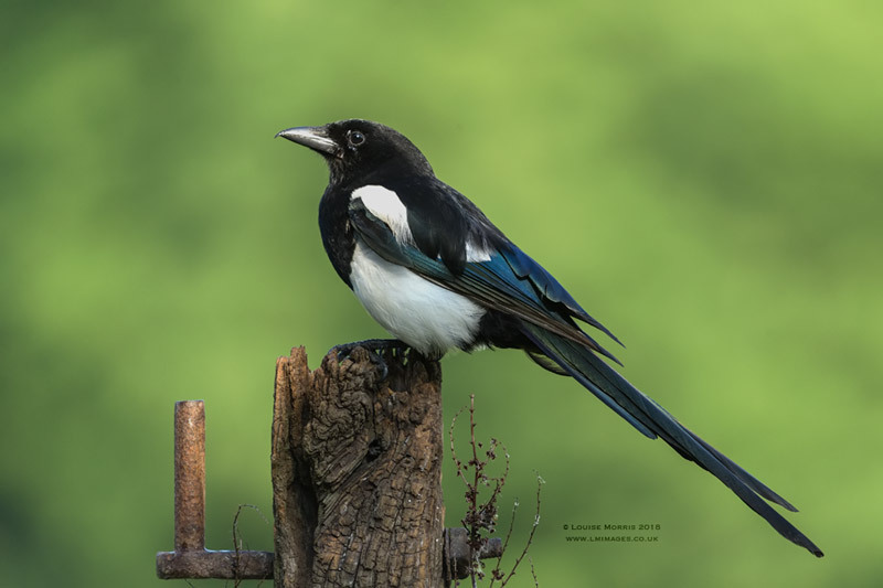  - Woodland & Garden Birds