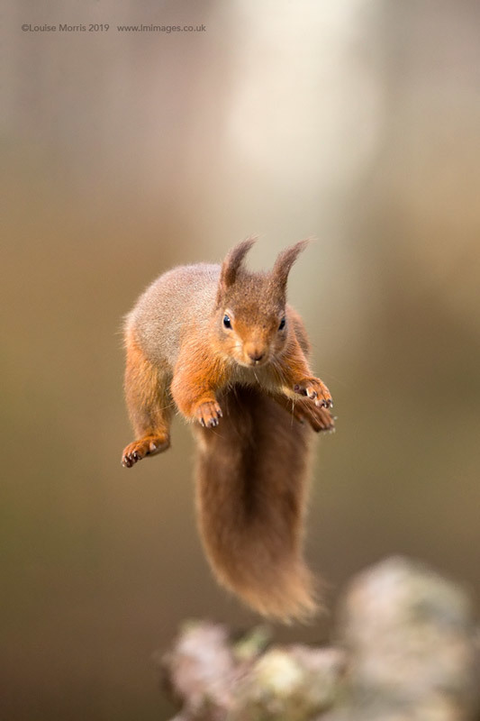  - Red Squirrels