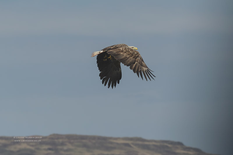  - Sea Eagle