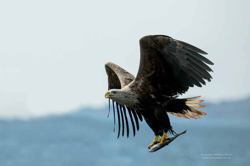  - Sea Eagle