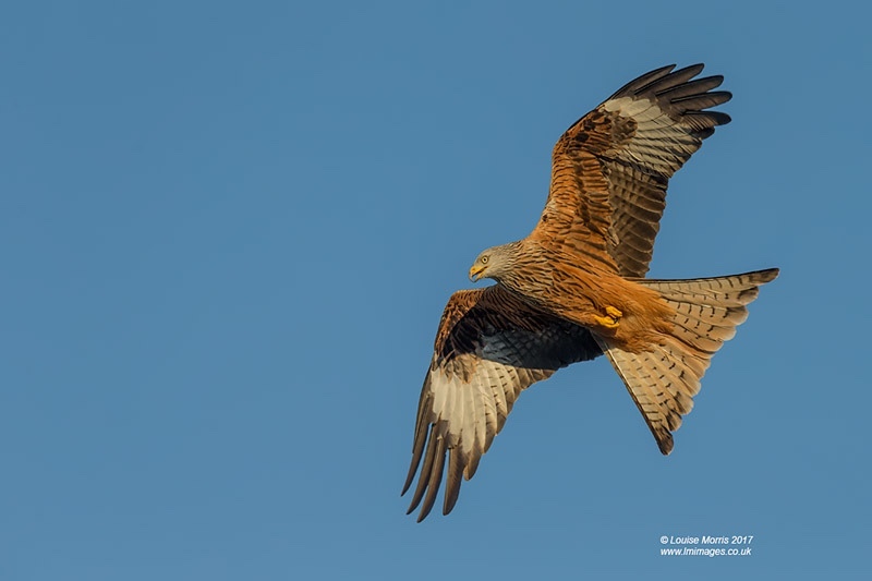  - Red Kites