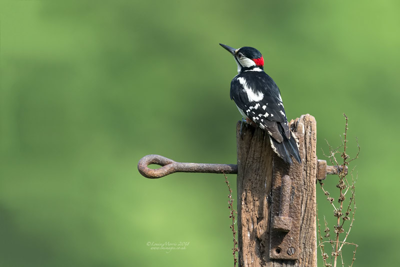  - Woodpeckers