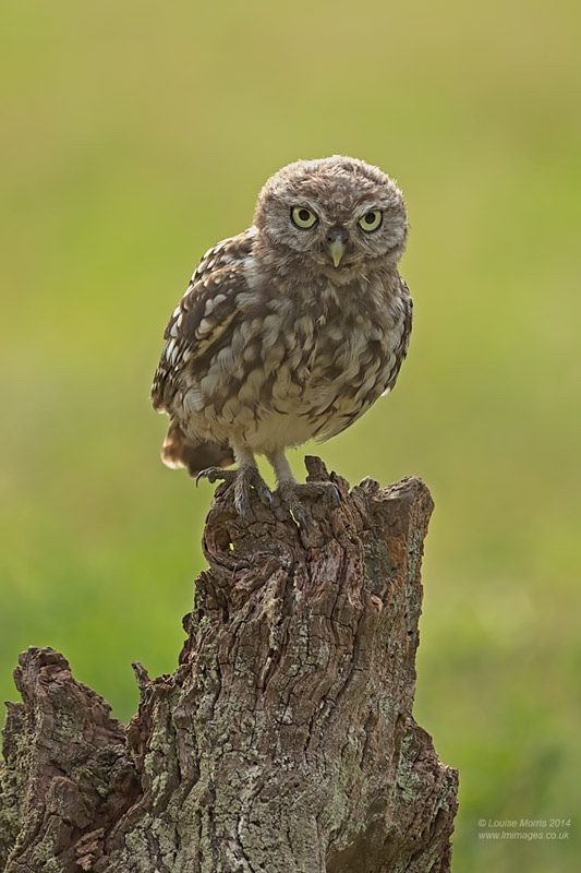  - Little Owls
