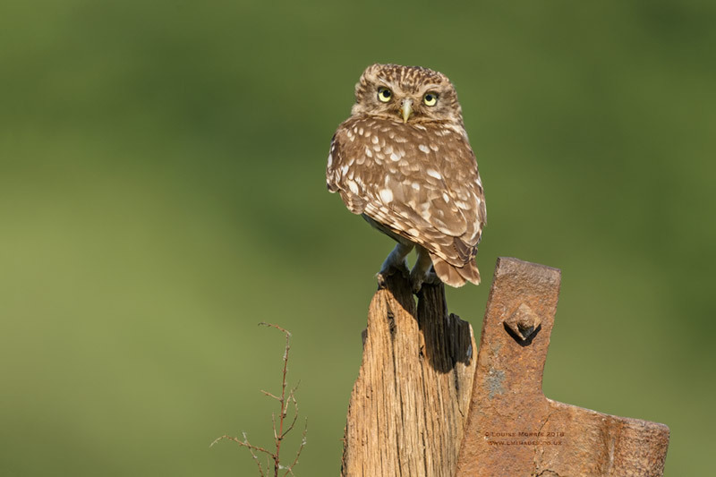  - Little Owls
