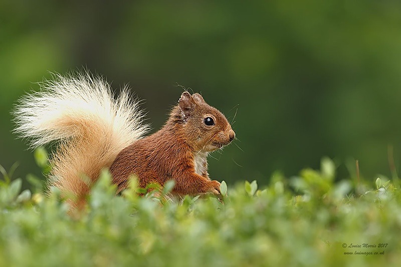 J Red Squirrel September - 2018 Charity Calendar