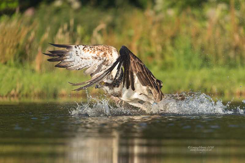  - Ospreys