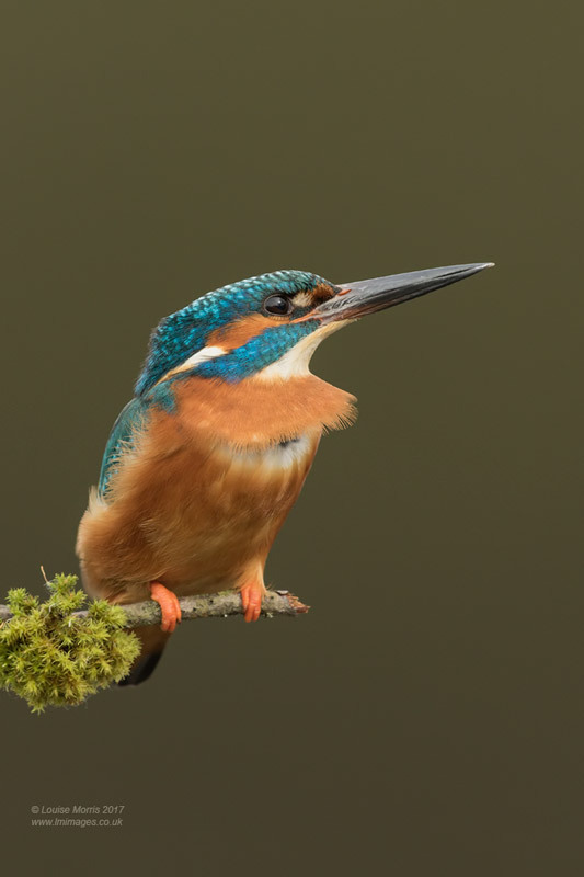  - Kingfishers