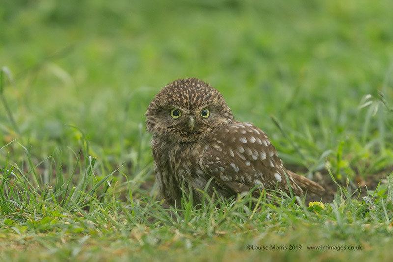  - Little Owls