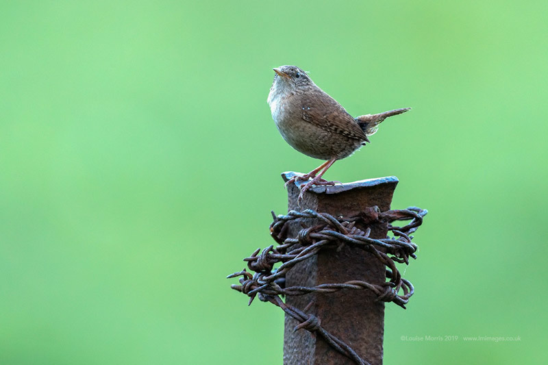  - Woodland & Garden Birds