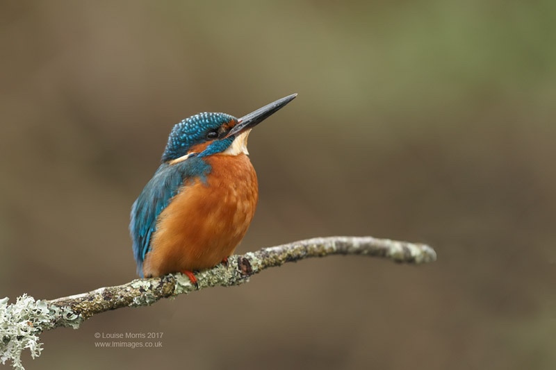  - Kingfishers