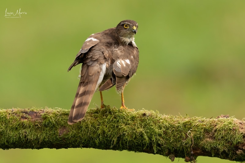 Sparrowhawk, South Wales - 2022 Charity Calendar