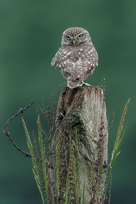  - Little Owls