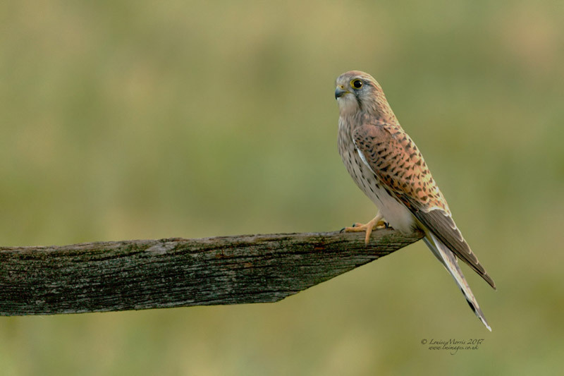  - Kestrels