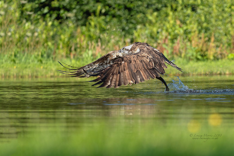  - Ospreys