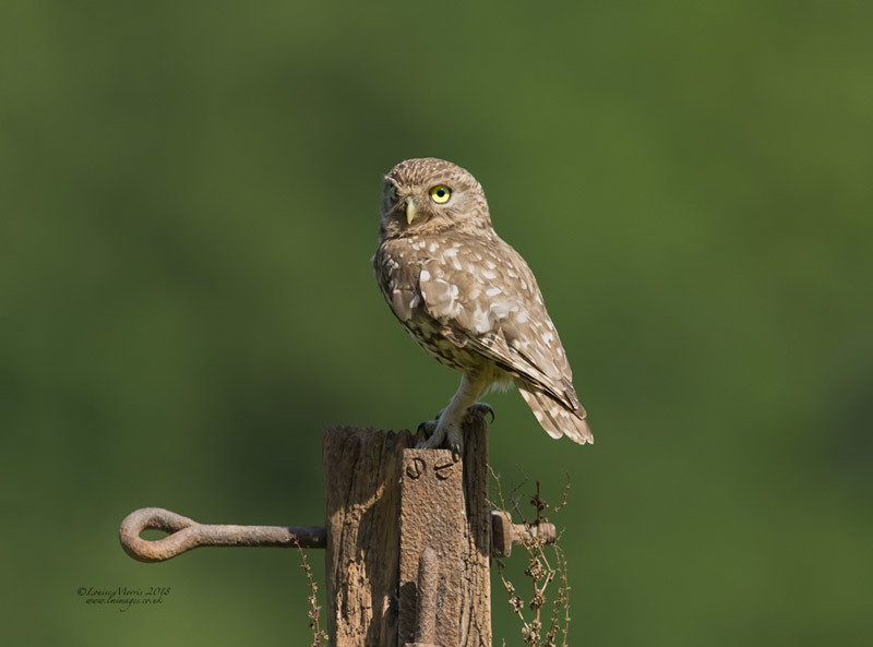  - Little Owls