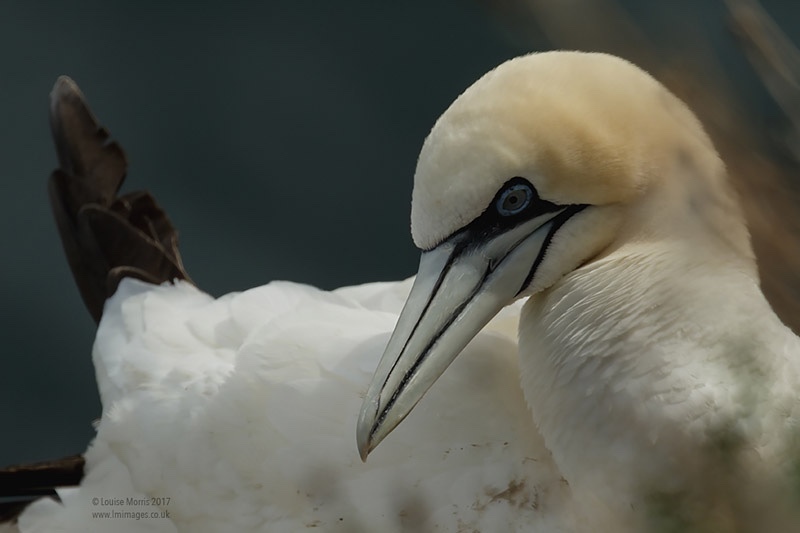  - Gannets