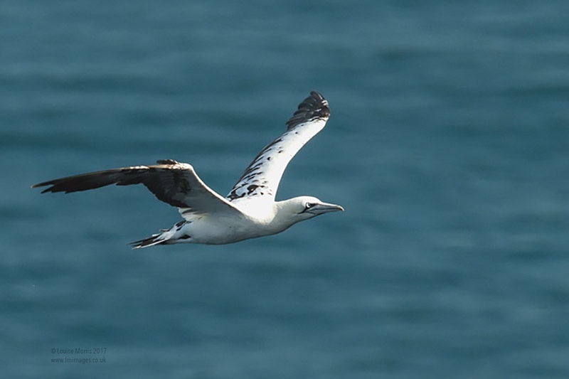  - Gannets