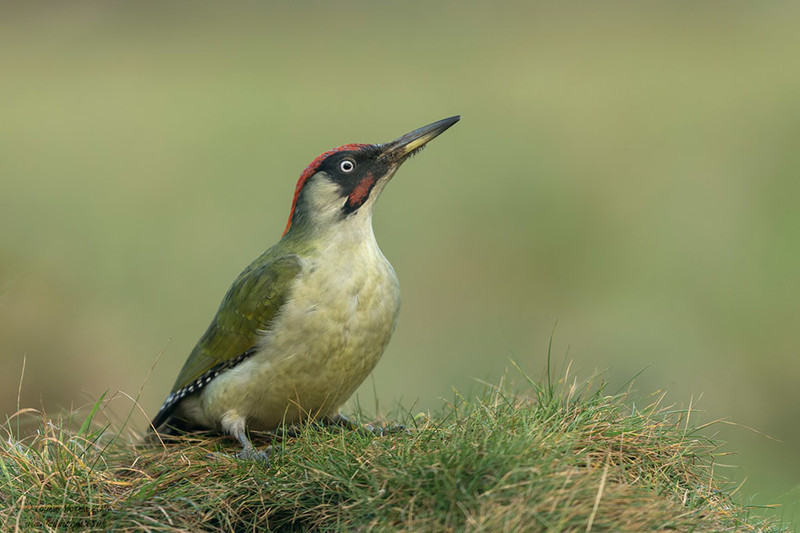 Green Woodpecker - 2019 Charity Calendar