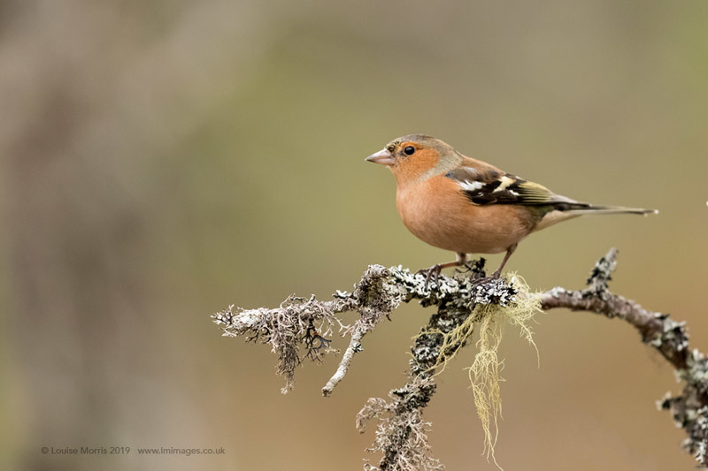  - Woodland & Garden Birds