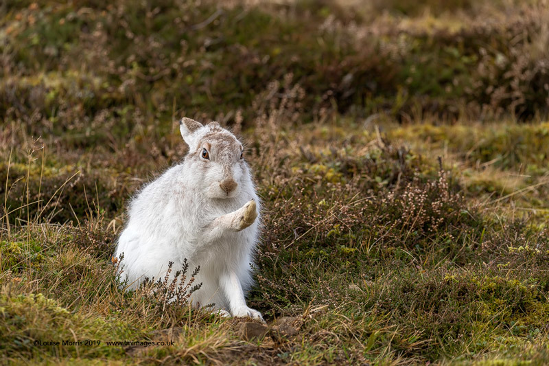  - Mountain Hare