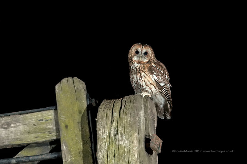  - Other Wild Owls