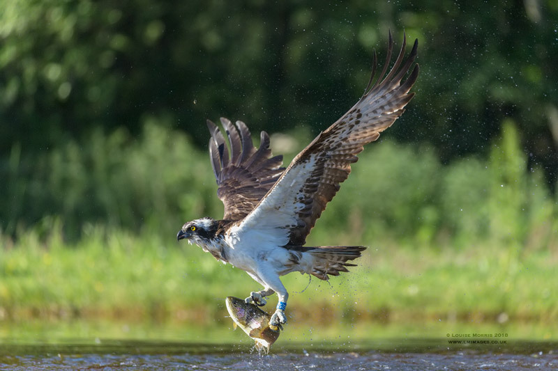  - Ospreys