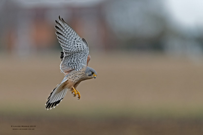  - Kestrels
