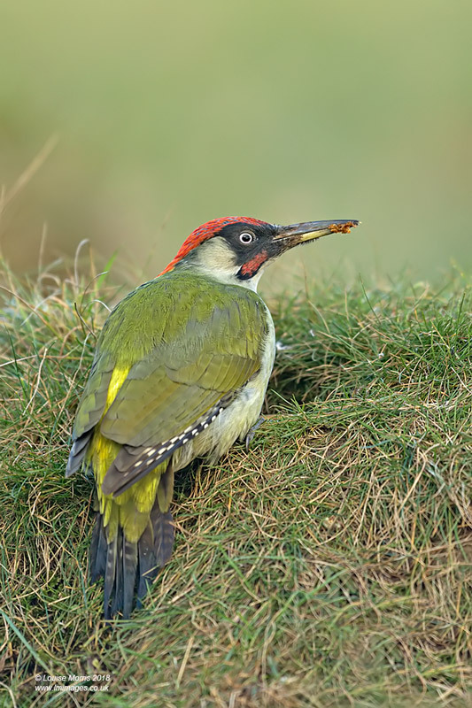  - Woodpeckers