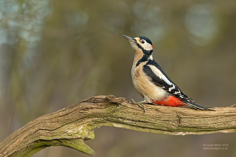  - Woodpeckers