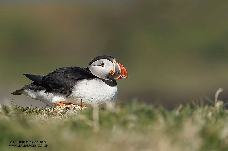 G Puffin June - 2018 Charity Calendar