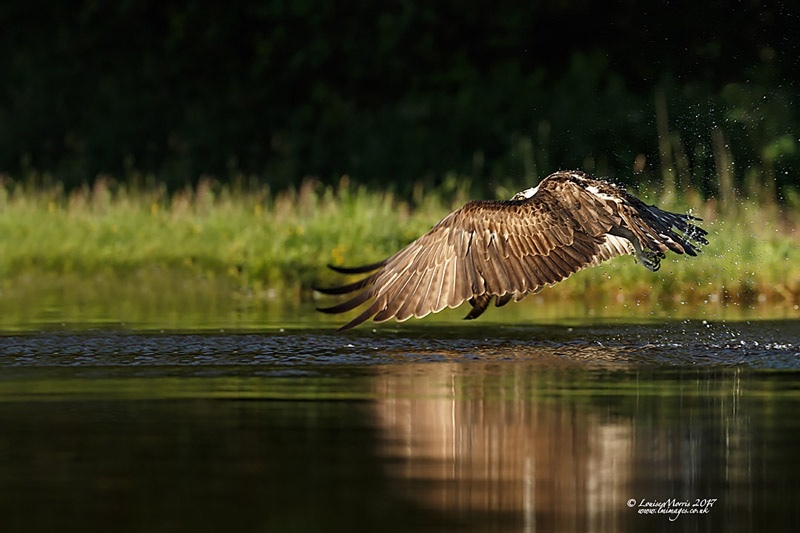  - Ospreys