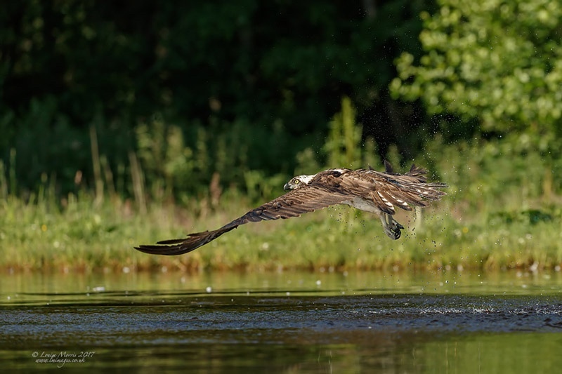  - Ospreys