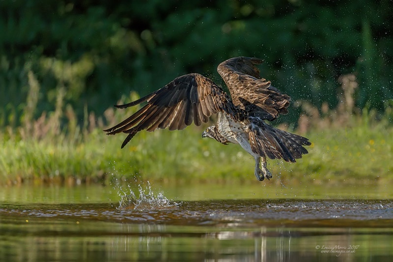  - Ospreys