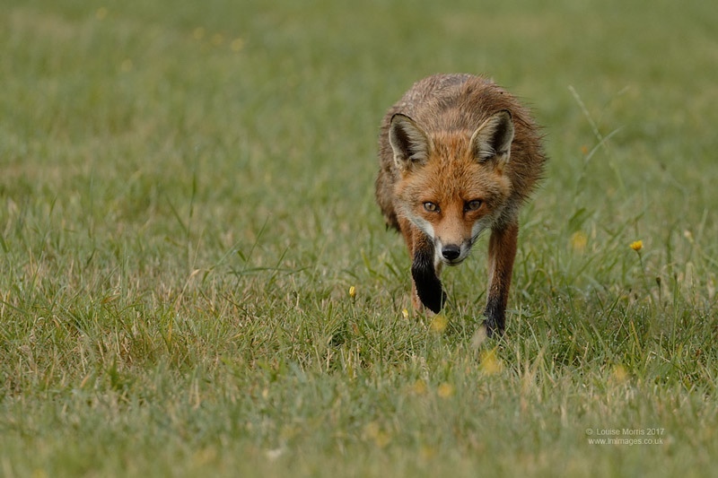  - Foxes