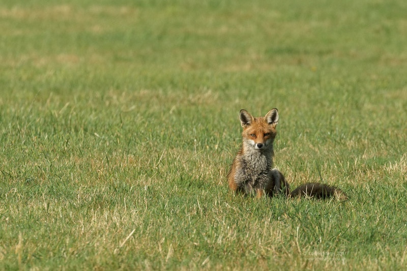  - Foxes