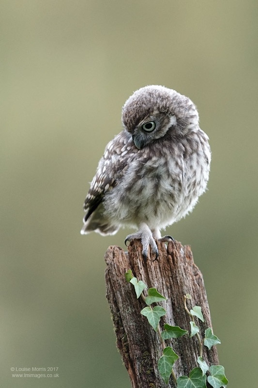  - Little Owls