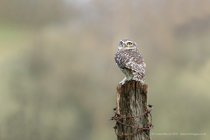  - Little Owls