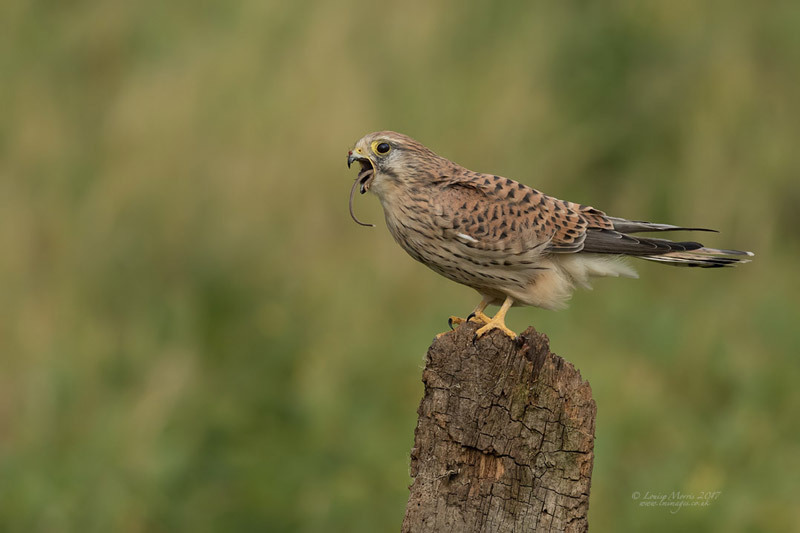  - Kestrels