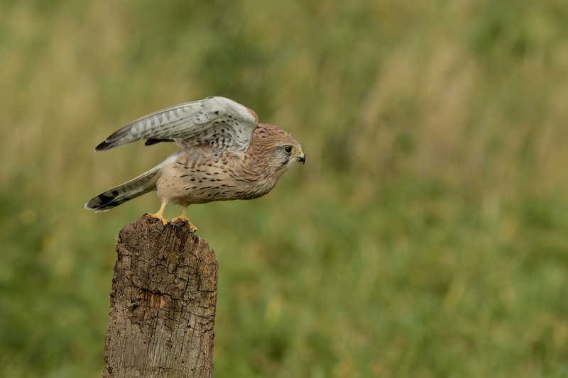  - Kestrels