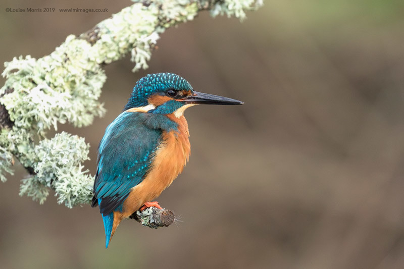  - Kingfishers