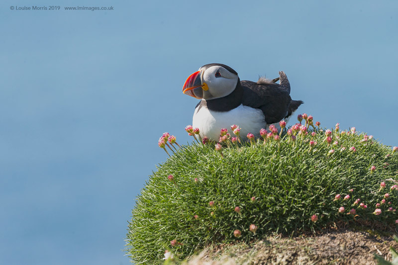  - Puffins