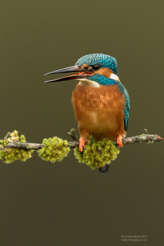  - Kingfishers