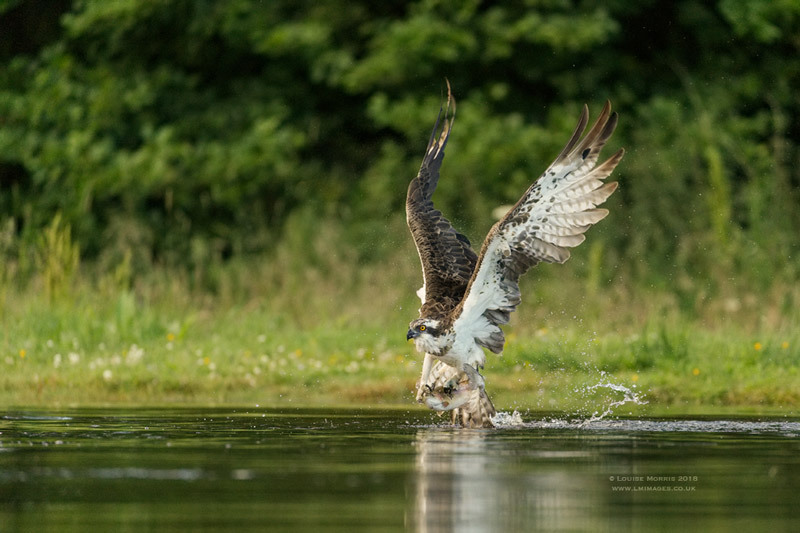 - Ospreys