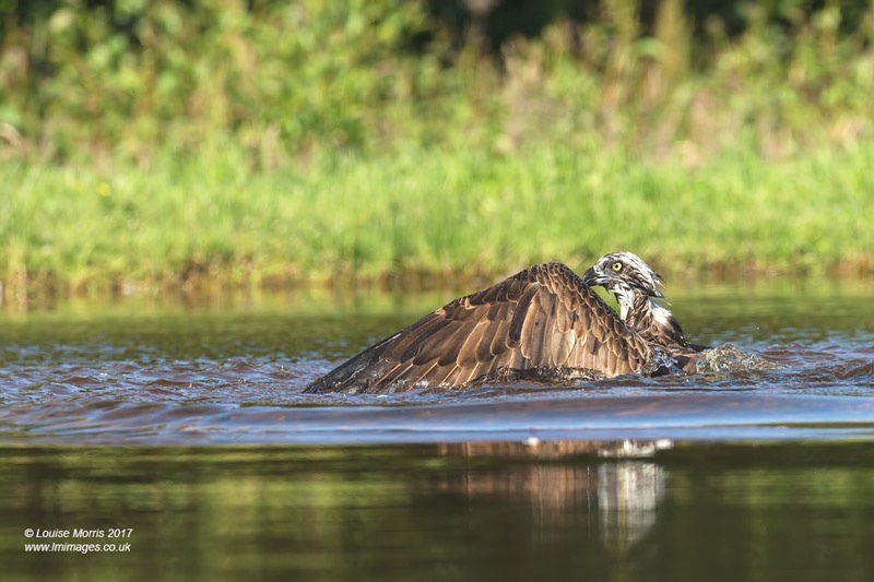  - Ospreys