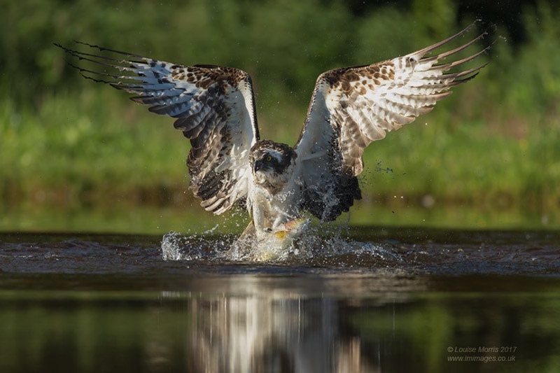  - Ospreys