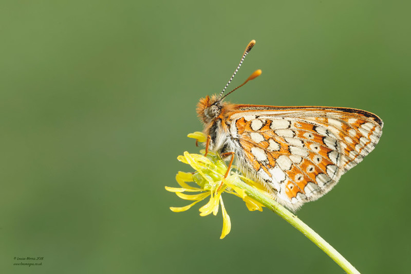Marsh Fritillary - 2019 Charity Calendar